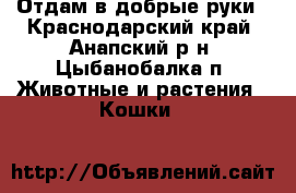 Отдам в добрые руки - Краснодарский край, Анапский р-н, Цыбанобалка п. Животные и растения » Кошки   
